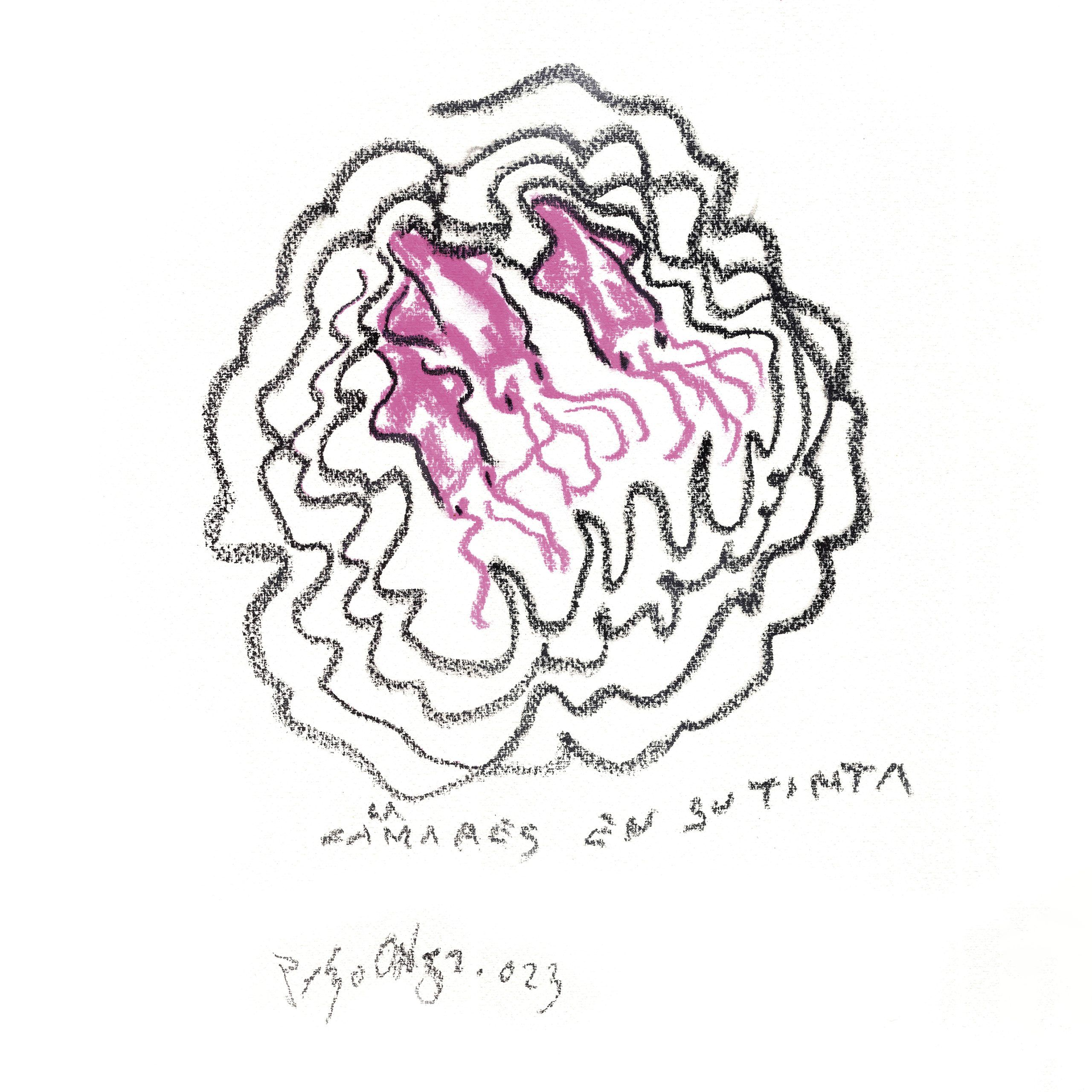 calamares_tinta_300 Ilustración de Calamares en su tinta por Pelayo Ortega para Lorixe